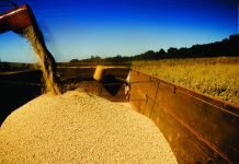 Soybean Trade Report 2023 of Two Largest Soybean Producers in South America