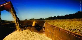 Soybean Trade Report 2023 of Two Largest Soybean Producers in South America