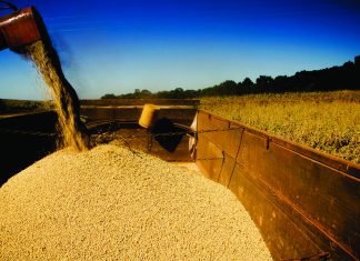 Soybean Trade Report 2023 of Two Largest Soybean Producers in South America