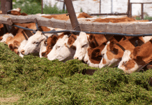 Husk used as cattle fodder by farmers in Rohtak