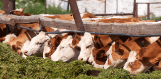 Husk used as cattle fodder by farmers in Rohtak