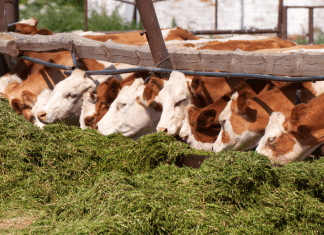 Husk used as cattle fodder by farmers in Rohtak