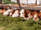 Husk used as cattle fodder by farmers in Rohtak
