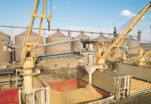 GM Maize & Soybean Cultivation in China May Impact Global Grain Trade