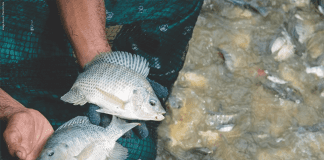 Egypt’s Startup Seeking to Improve Feed Efficiency in Tilapia Sector