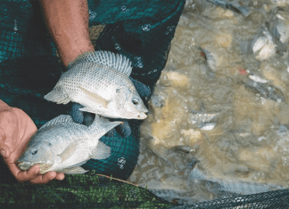 Egypt’s Startup Seeking to Improve Feed Efficiency in Tilapia Sector