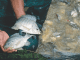 Egypt’s Startup Seeking to Improve Feed Efficiency in Tilapia Sector