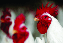 A Violently Volatile Ride of Indian Poultry Industry
