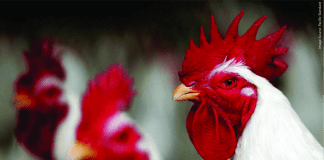 A Violently Volatile Ride of Indian Poultry Industry
