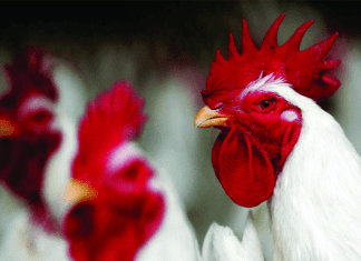 A Violently Volatile Ride of Indian Poultry Industry