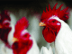 A Violently Volatile Ride of Indian Poultry Industry