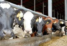 NOVUS to Deliver Milk Production Advice to India Market in Webinar Series