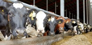 NOVUS to Deliver Milk Production Advice to India Market in Webinar Series