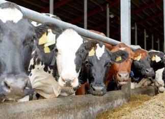 NOVUS to Deliver Milk Production Advice to India Market in Webinar Series