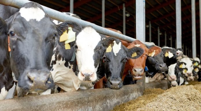 NOVUS to Deliver Milk Production Advice to India Market in Webinar Series