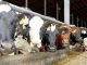 NOVUS to Deliver Milk Production Advice to India Market in Webinar Series