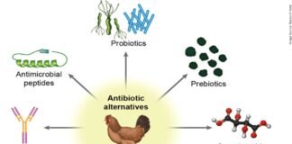Alternatives to Antibiotic Growth Promoters