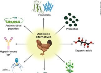 Alternatives to Antibiotic Growth Promoters