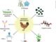 Alternatives to Antibiotic Growth Promoters