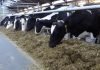 Discover 6 Feed Additives to Mitigate Methane Emissions in Cattle
