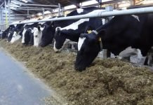 Discover 6 Feed Additives to Mitigate Methane Emissions in Cattle