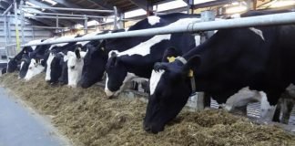 Discover 6 Feed Additives to Mitigate Methane Emissions in Cattle
