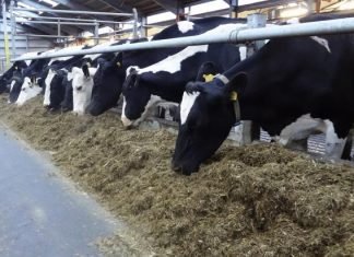 Discover 6 Feed Additives to Mitigate Methane Emissions in Cattle