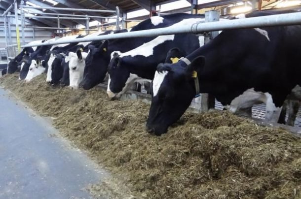 Discover 6 Feed Additives to Mitigate Methane Emissions in Cattle ...