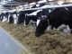 Discover 6 Feed Additives to Mitigate Methane Emissions in Cattle