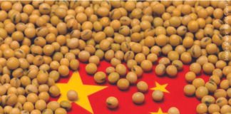 China’s Records an 11% Year-on-Year Decline in Soymeal Usage
