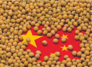 China’s Records an 11% Year-on-Year Decline in Soymeal Usage