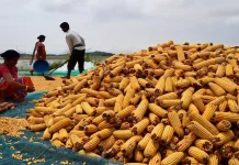 Cabinet Approves Import of 15,000 Metric Tons of Maize in Sri Lanka
