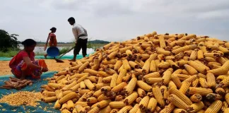 Cabinet Approves Import of 15,000 Metric Tons of Maize in Sri Lanka