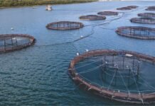 Gujarat Advocates Adoption of Modern Technologies to Boost Fisheries Sector Potential