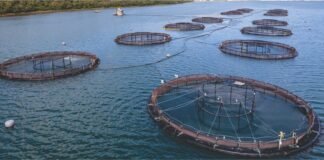 Gujarat Advocates Adoption of Modern Technologies to Boost Fisheries Sector Potential