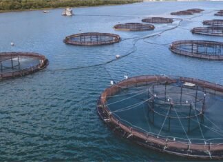 Gujarat Advocates Adoption of Modern Technologies to Boost Fisheries Sector Potential