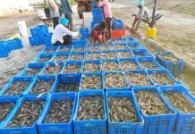 Shrimp Farming Challenges in a Limited Local Market Landscape