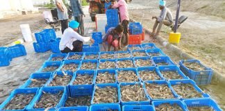 Shrimp Farming Challenges in a Limited Local Market Landscape