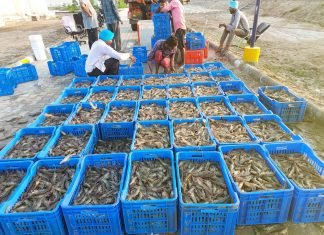 Shrimp Farming Challenges in a Limited Local Market Landscape