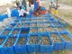 Shrimp Farming Challenges in a Limited Local Market Landscape