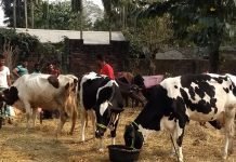 Wayanad Dairy Farmers Grapple with Dilemma Amidst Karnataka’s Fodder Ban