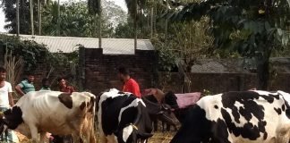 Wayanad Dairy Farmers Grapple with Dilemma Amidst Karnataka’s Fodder Ban