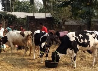 Wayanad Dairy Farmers Grapple with Dilemma Amidst Karnataka’s Fodder Ban