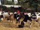 Wayanad Dairy Farmers Grapple with Dilemma Amidst Karnataka’s Fodder Ban