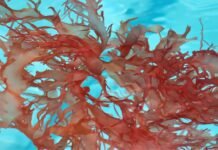 Study to Explore the Integration of Seaweed in Chicken Feed