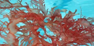 Study to Explore the Integration of Seaweed in Chicken Feed