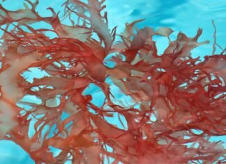 Study to Explore the Integration of Seaweed in Chicken Feed