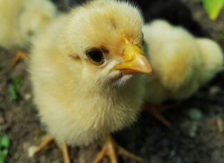 Problem of Plenty in Telangana’s Poultry Industry