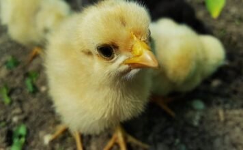 Problem of Plenty in Telangana’s Poultry Industry