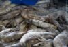 2024 Shrimp Industry Outlook Remains Uncertain